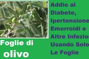 Le proprietà delle foglie di olivo